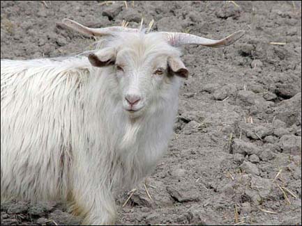 A Himalayan mountain goat, whose fine undercoat - pashm  is the raw material for pashmina (cashmere) garments.