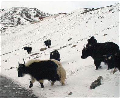 A herd of domestic yak. Like other bovines, yaks are kept primarily for their milk, wool and meat, but are also used as beasts of burden, transporting goods across mountain passes for local farmers and traders.