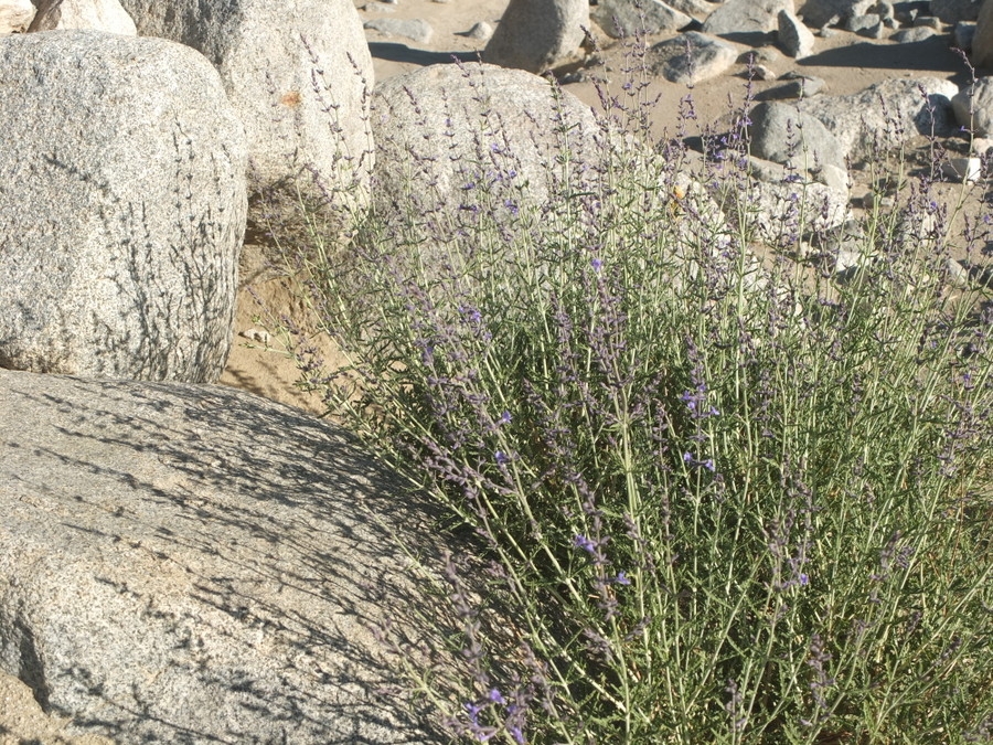 Landscape Design – The Dragon Garden development