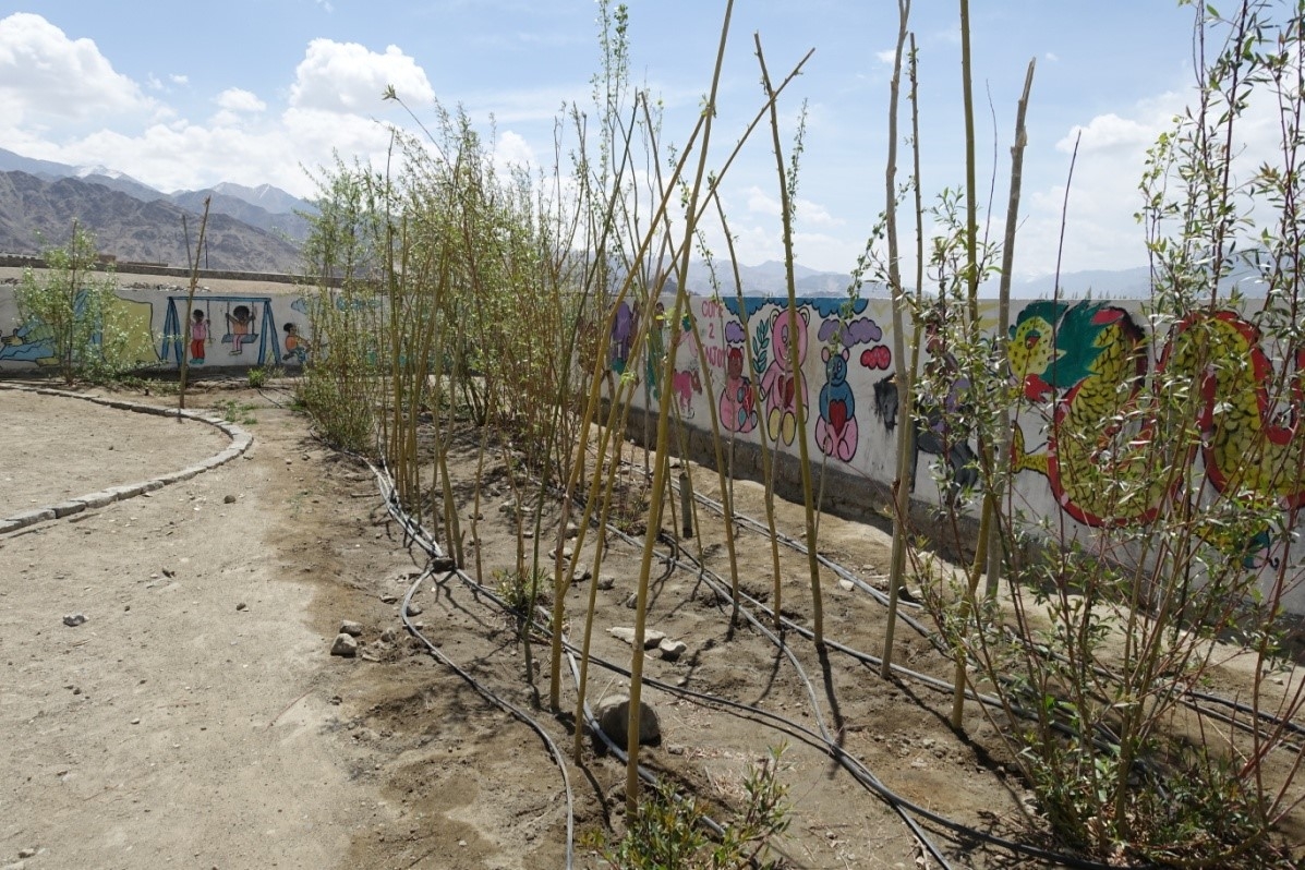 Tree planting and shelterbelt